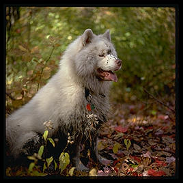 George among the leaves.  Melrose, Massachusetts.