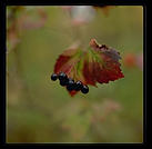 Leaf.  Massachusetts