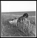 Provincetown Dunes.  Cape Cod.  Massachusetts.