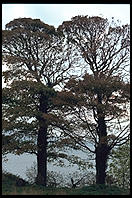 Carlingford, Ireland.