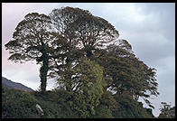 Carlingford, Ireland.