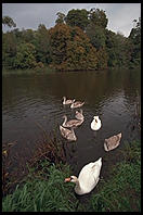Swans on the River Boyne.  North of Dublin, Ireland.
