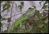 Canon EOS-5, 70-200/2.8, 540EZ flash, Sto-Fen diffuser, Fuji ISO 400 color negative film