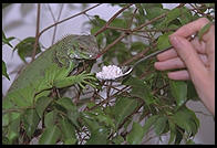 Canon EOS-5, 70-200/2.8, 540EZ flash, Sto-Fen diffuser, Fuji ISO 400 color negative film