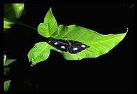 Butterfly in Kuranda, Queensland, Australia