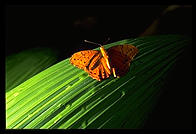 Butterfly in Kuranda, Queensland, Australia