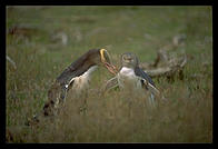 Yellow-eyed penguins on the Otago Peninsula.  South Island, New Zealand.