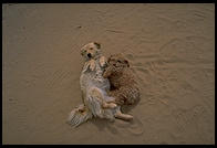 Dogs wrestling at the Acoma Pueblo, New Mexico