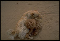 Dogs wrestling at the Acoma Pueblo, New Mexico