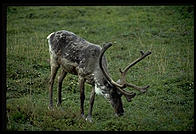 Caribou.  Denali National Park (Alaska)