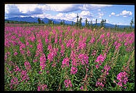 Lupines in Healy, Alaska