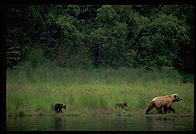 Katmai National Park (Alaska)