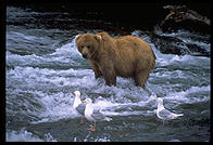 Katmai National Park (Alaska)