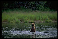 Katmai National Park (Alaska)