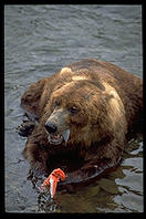 Katmai National Park (Alaska)