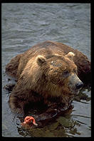 Katmai National Park (Alaska)