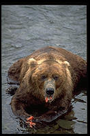 Katmai National Park (Alaska)