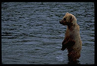 Katmai National Park (Alaska)