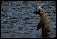 Katmai National Park (Alaska)