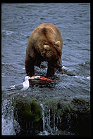 Katmai National Park (Alaska)