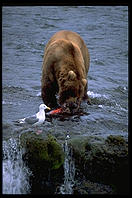 Katmai National Park (Alaska)