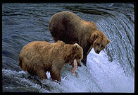 Katmai National Park (Alaska)