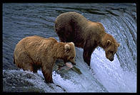 Katmai National Park (Alaska)