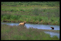 Katmai National Park (Alaska)