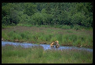Katmai National Park (Alaska)