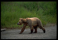 Katmai National Park (Alaska)