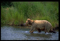 Katmai National Park (Alaska)