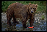 Katmai National Park (Alaska)