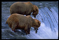 Katmai National Park (Alaska)