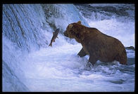 Katmai National Park (Alaska)