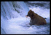 Katmai National Park (Alaska)