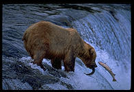 Katmai National Park (Alaska)