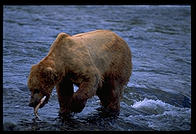 Katmai National Park (Alaska)
