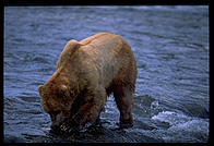 Katmai National Park (Alaska)