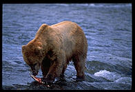 Katmai National Park (Alaska)