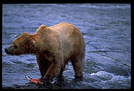 Katmai National Park (Alaska)