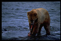 Katmai National Park (Alaska)