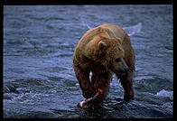 Katmai National Park (Alaska)