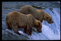 Katmai National Park (Alaska)