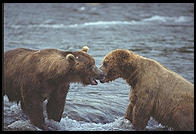 Katmai National Park (Alaska)