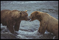 Katmai National Park (Alaska)