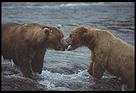 Katmai National Park (Alaska)