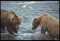 Katmai National Park (Alaska)