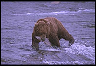 Katmai National Park (Alaska)