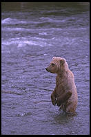 Katmai National Park (Alaska)