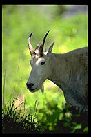 Mountain Goat, Glacier National Park (Montana)